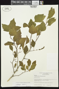 Crataegus viridis image