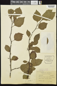 Crataegus viridis image