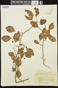 Crataegus viridis image