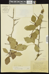 Crataegus viridis image