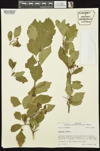 Crataegus viridis image