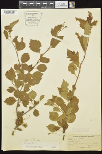 Crataegus viridis image