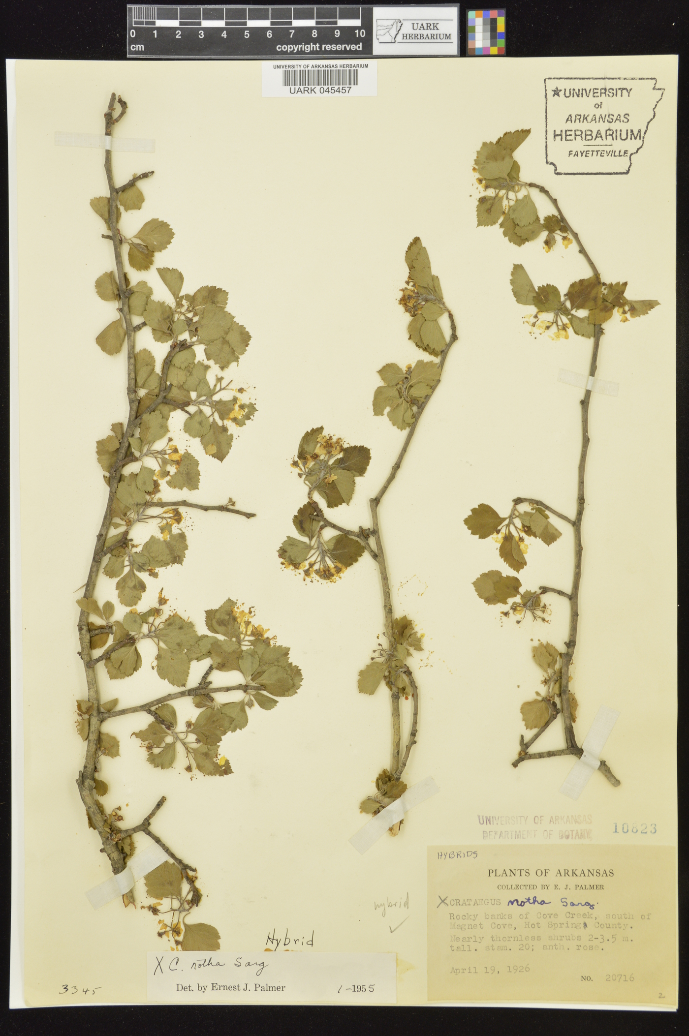 Crataegus x notha image