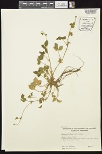 Potentilla indica image