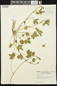 Potentilla indica image