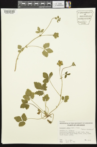 Potentilla indica image