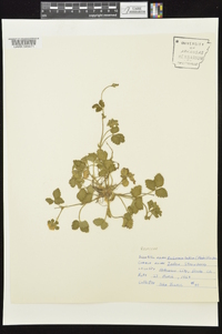 Potentilla indica image