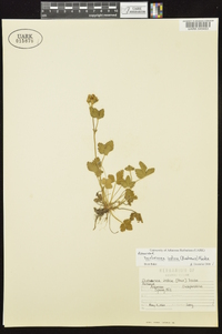 Potentilla indica image