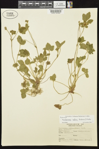 Potentilla indica image