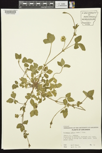 Potentilla indica image