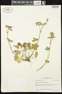 Potentilla indica image