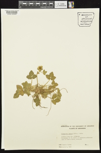 Potentilla indica image