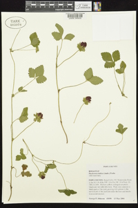 Potentilla indica image