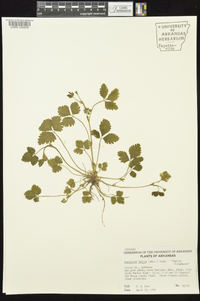 Potentilla indica image