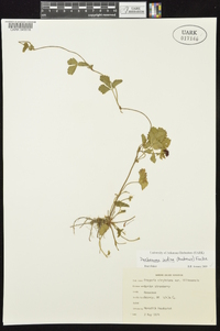 Potentilla indica image