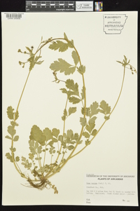 Geum vernum image