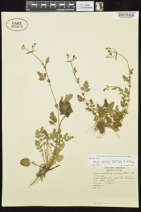 Geum vernum image