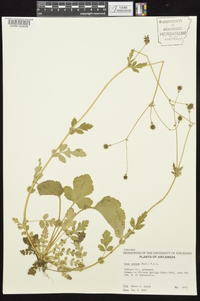 Geum vernum image