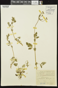 Geum vernum image