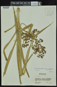 Scirpus georgianus image