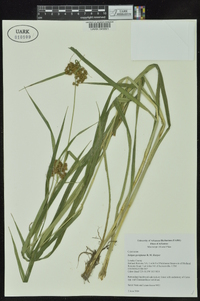 Scirpus georgianus image