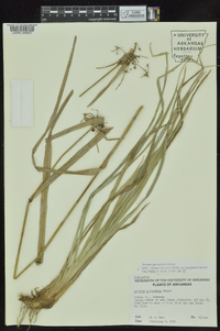 Scirpus georgianus image