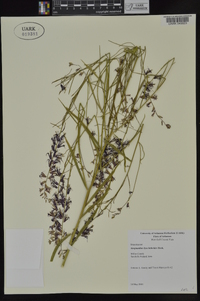 Streptanthus hyacinthoides image