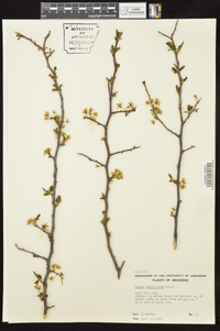 Prunus angustifolia image