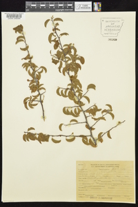 Prunus angustifolia image