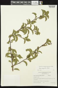 Prunus angustifolia image