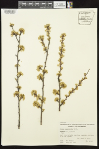 Prunus angustifolia image