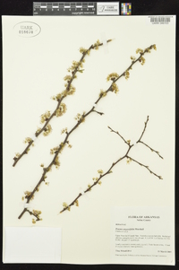 Prunus angustifolia image