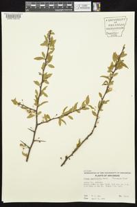 Prunus angustifolia image