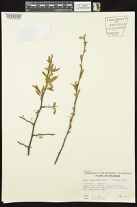 Prunus angustifolia image