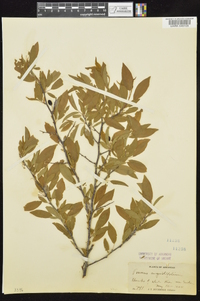 Prunus angustifolia image