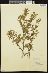 Prunus angustifolia image