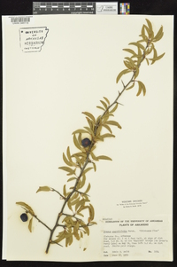 Prunus angustifolia image