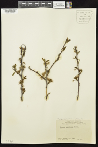 Prunus angustifolia image