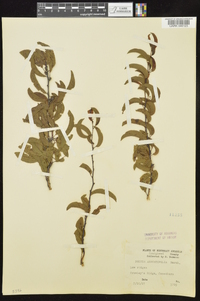 Prunus angustifolia image