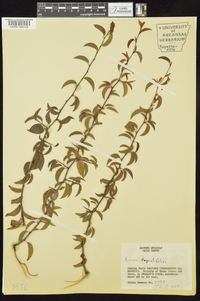 Prunus angustifolia image