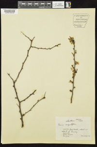 Prunus angustifolia image