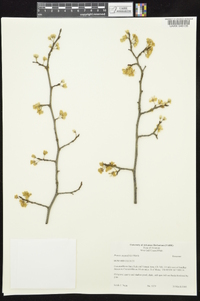 Prunus angustifolia image