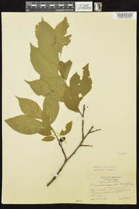 Prunus mexicana image