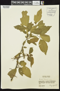 Prunus mexicana image