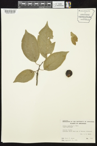 Prunus mexicana image