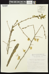 Prunus mexicana image