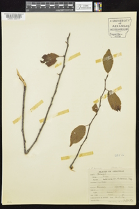 Prunus mexicana image