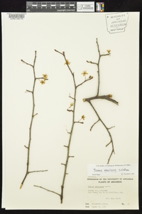 Prunus mexicana image