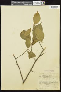 Prunus mexicana image