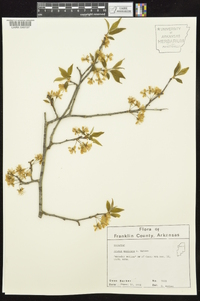 Prunus mexicana image